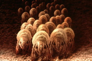 Dust Mites In Your Air Ducts