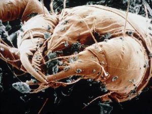 Dust Mites Eat Dirt In Air Ducts